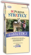 Strat HE Strat HE e1332453758726 Horse