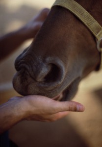 Horse Feed