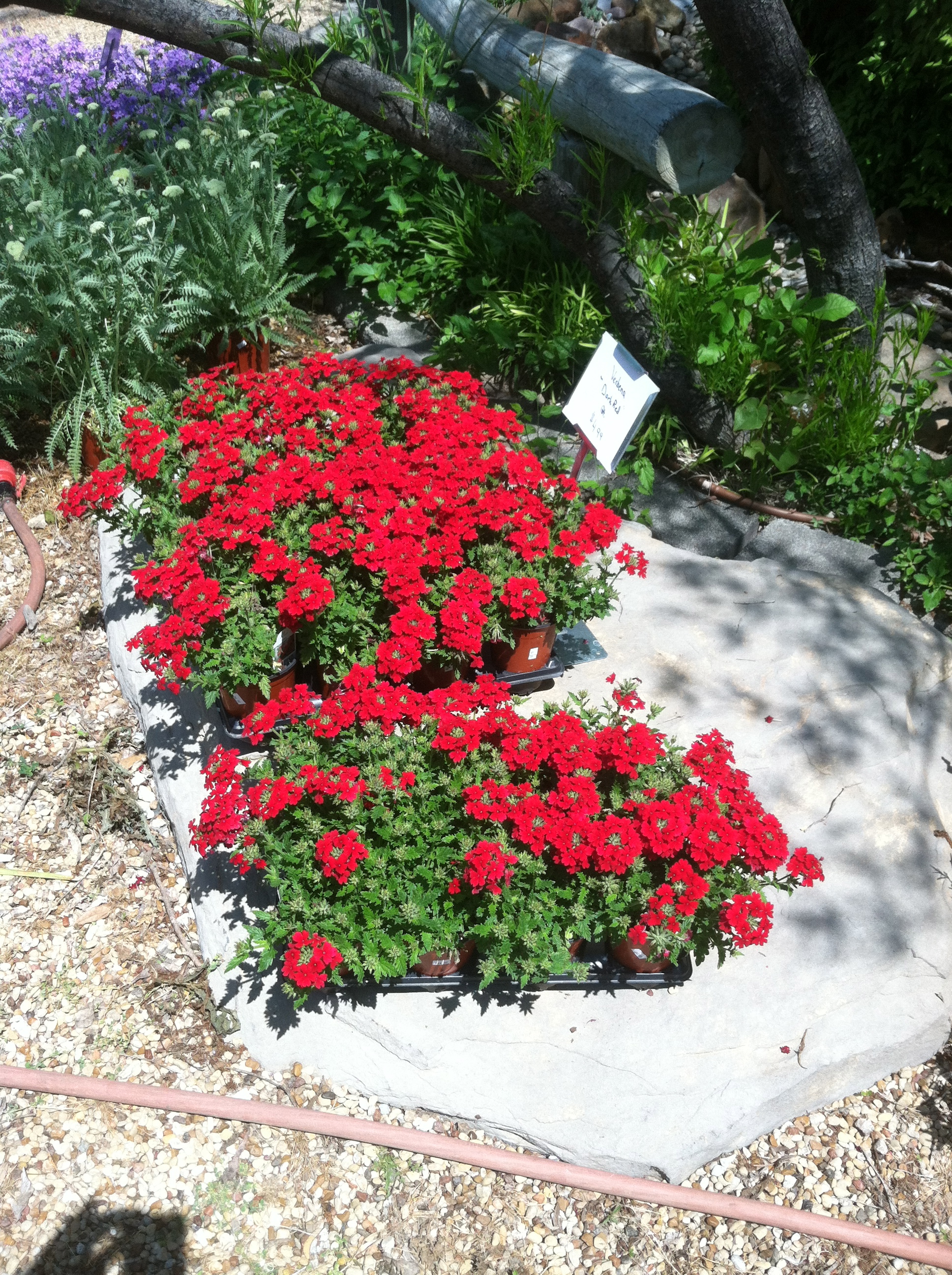 Trinity Gardens is located in Fairview Texas